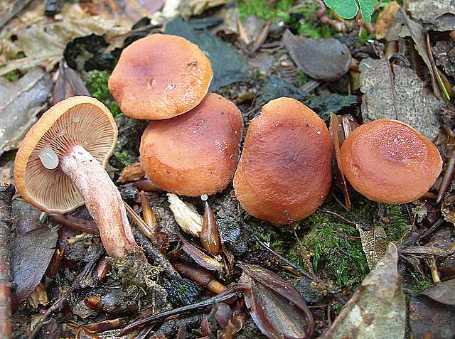 I  Funghi  della  faggeta  calcarea